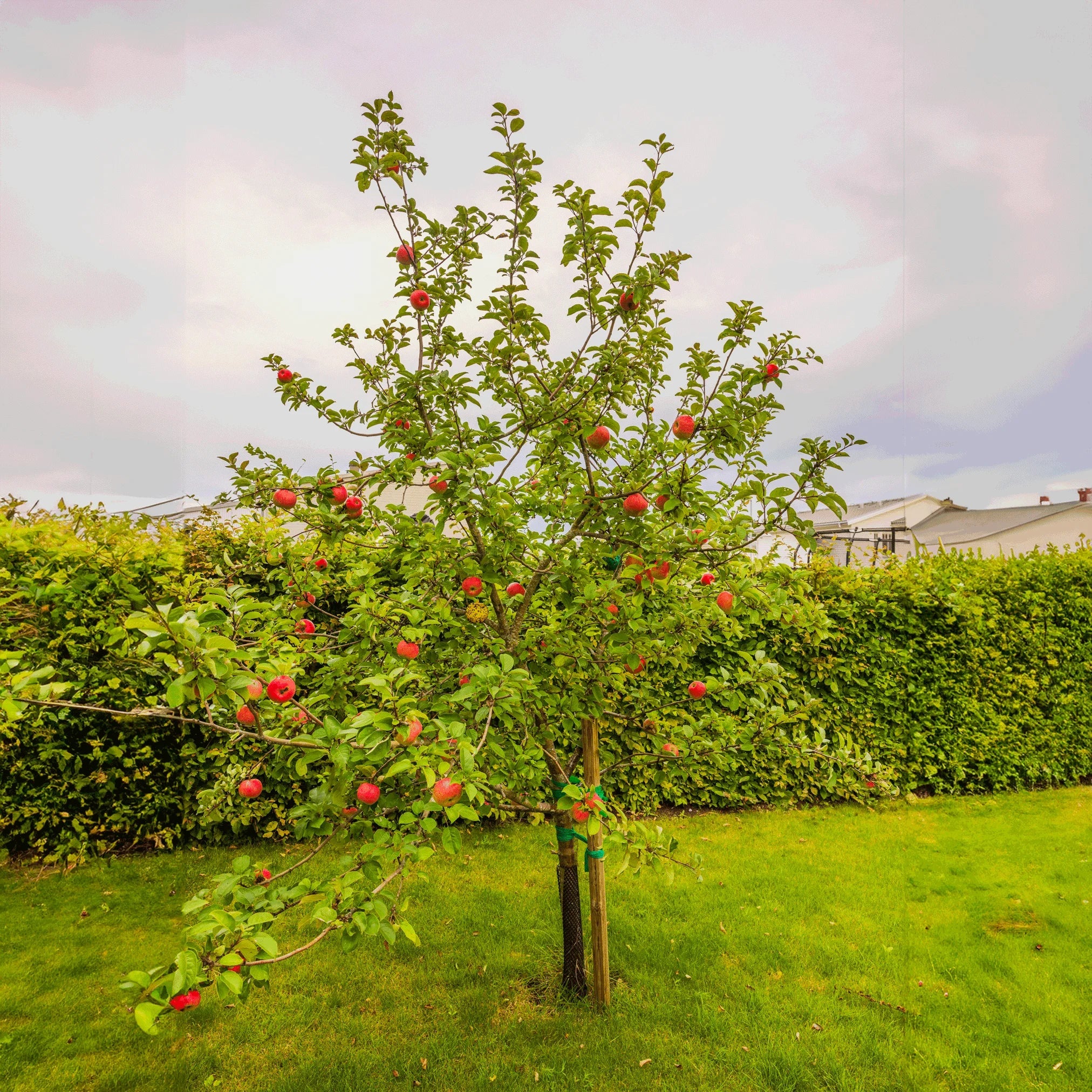 Apple Tree 'Honeycrisp'