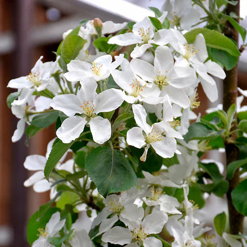 Apple Tree 'Honeycrisp'