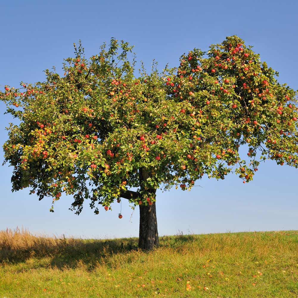 Apple Tree 'Honeycrisp'