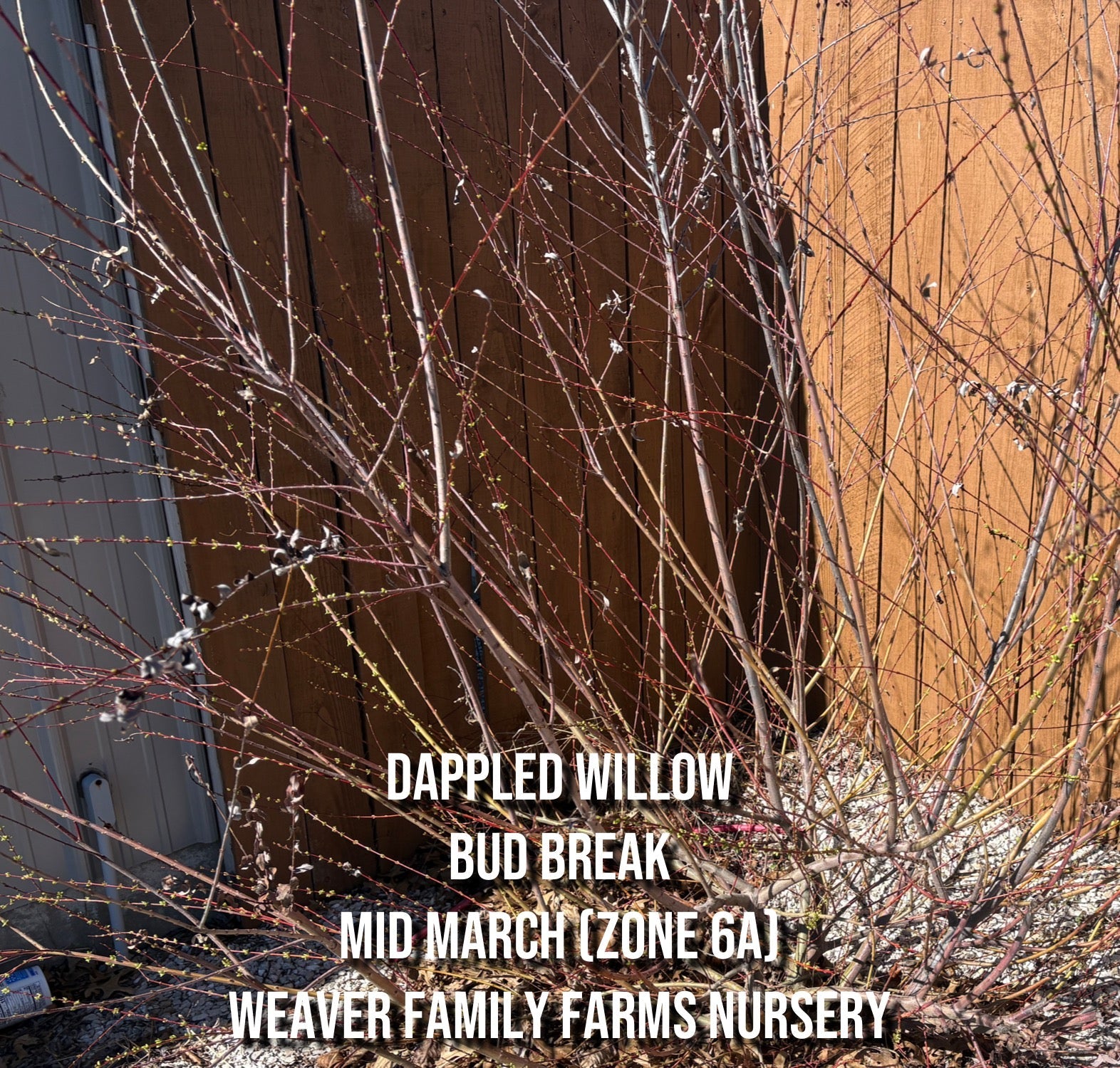 Dappled Willow