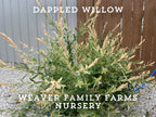 Dappled Willow