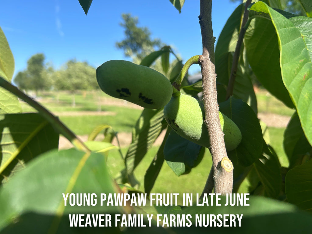 Pawpaw Tree 'Pennsylvania Gold'