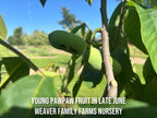 Pawpaw Tree 'Pennsylvania Gold'