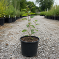 Saskatoon Serviceberry