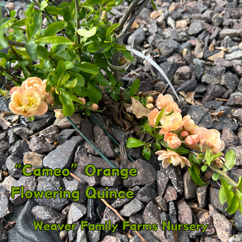 Flowering Quince 'Cameo'