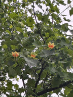 Tulip Poplar Tree