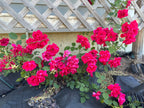 Climbing Rose 'Blaze'