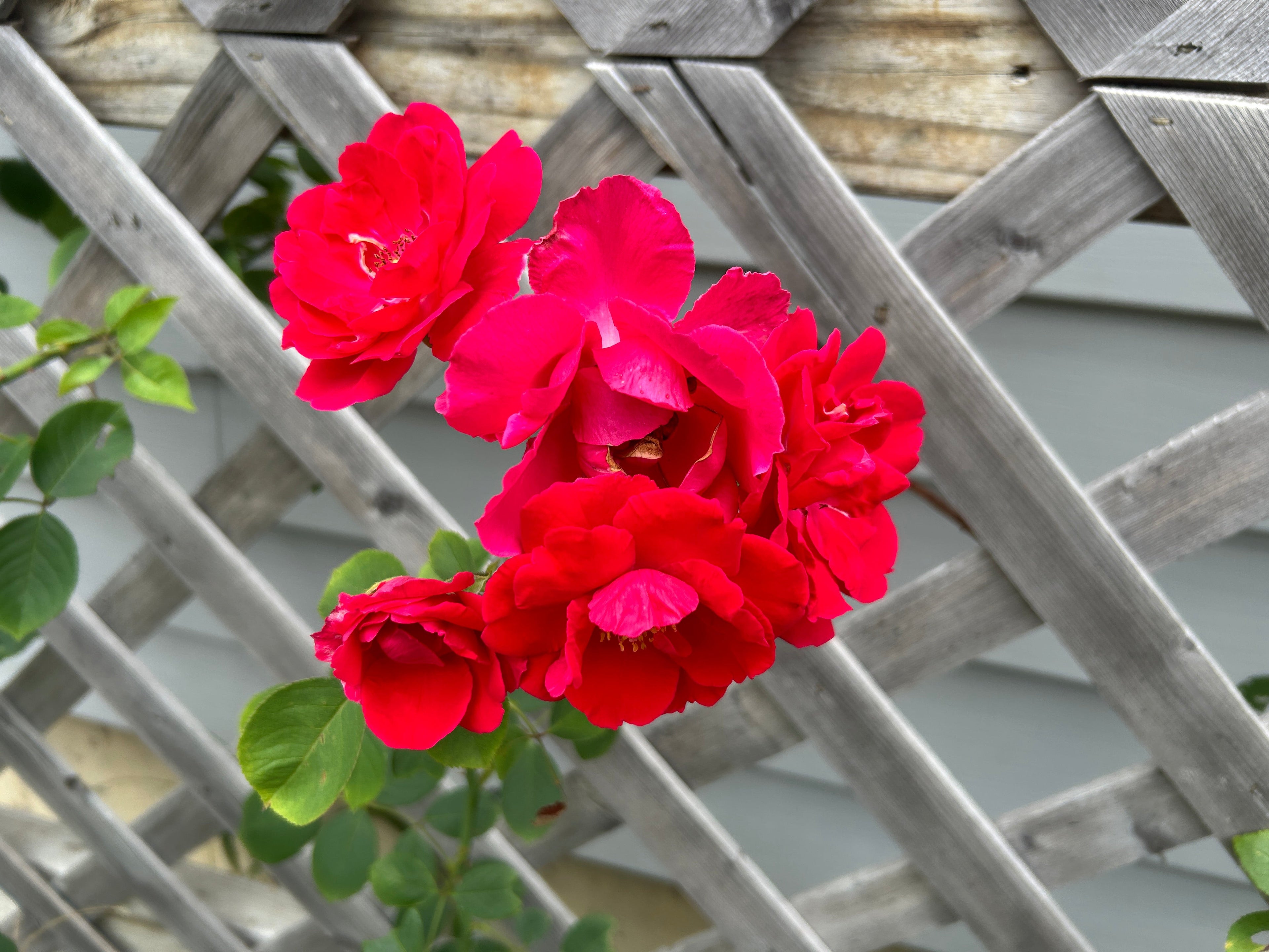 Climbing Rose 'Blaze'