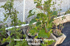 Ninebark