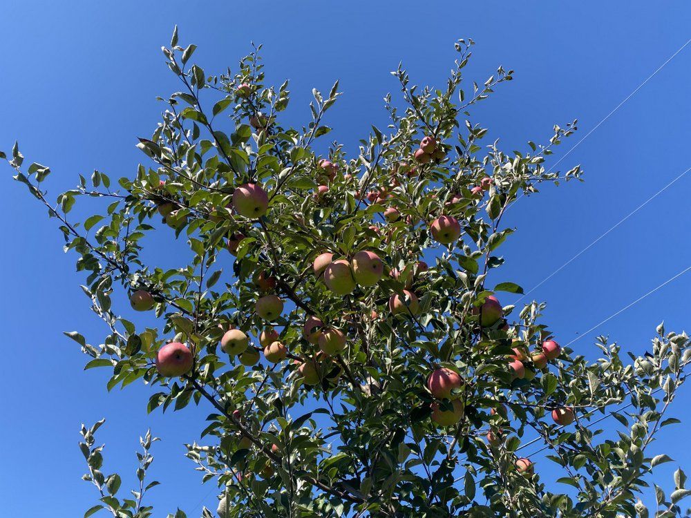 Apple Tree 'Winesap'