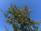 Apple Tree 'Winesap'
