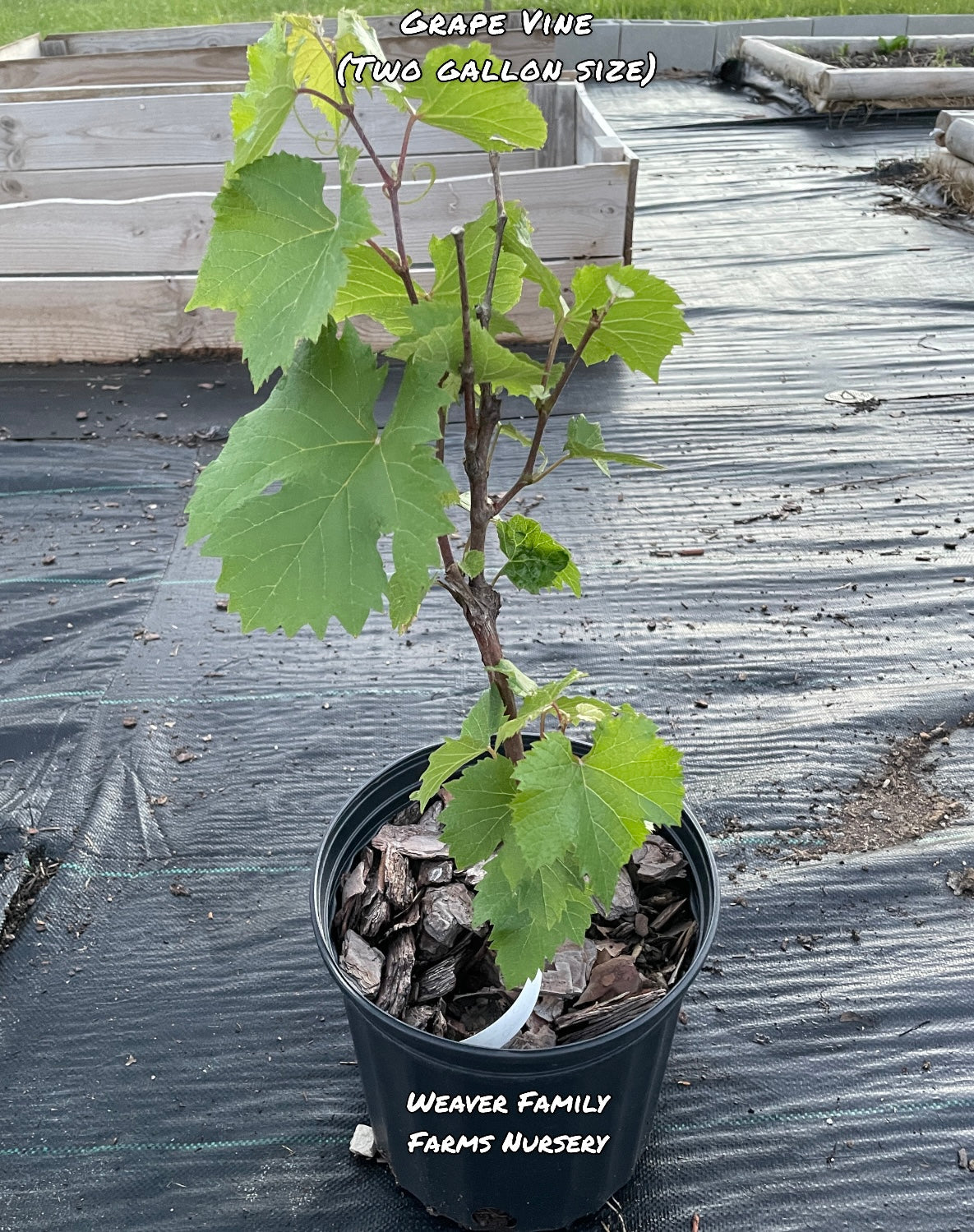 Grape Vine 'Jupiter'