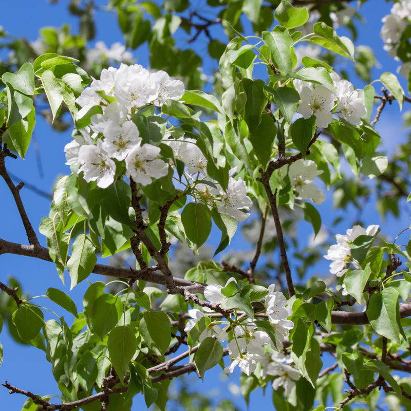 Pear Tree 'Kieffer'