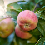 Apple Tree 'Liberty'