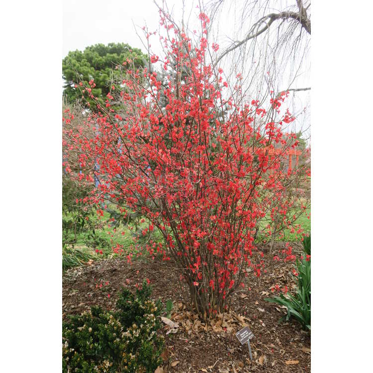 Flowering Quince 'Scarff's Red'