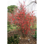 Flowering Quince 'Scarff's Red'