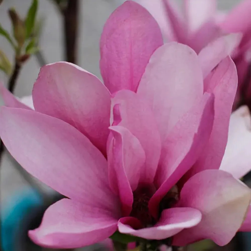 Magnolia 'Ann'