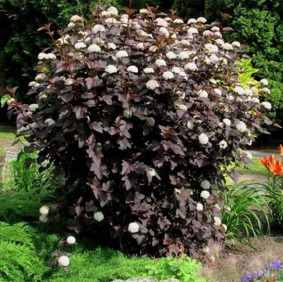 Ninebark 'Crimson'
