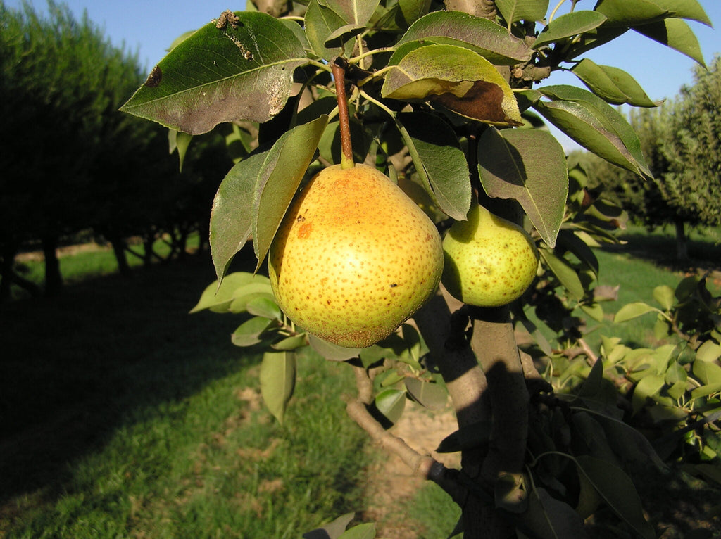 Pear Tree 'Orient'