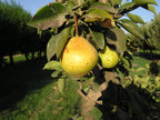 Pear Tree 'Orient'