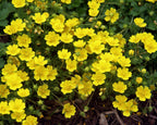 Yellow Potentilla