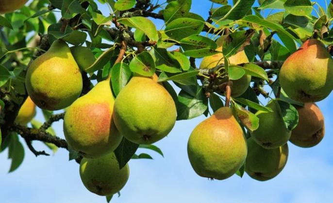 Pear Tree 'Ayers'