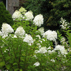Hydrangea 'Pee Gee'