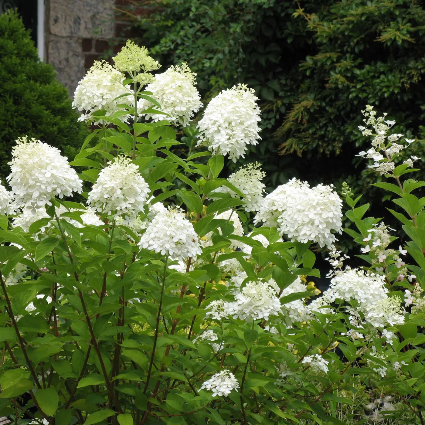 Hydrangea 'Pee Gee'