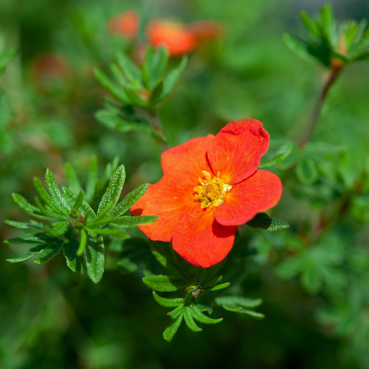 Potentilla 'Red Joker'
