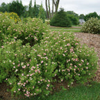 Pink Potentilla
