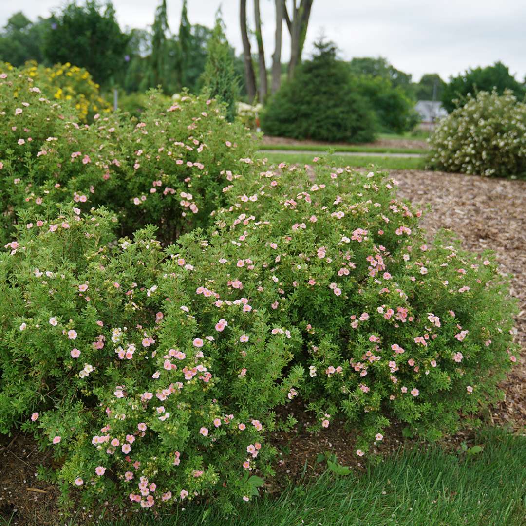 Pink Potentilla
