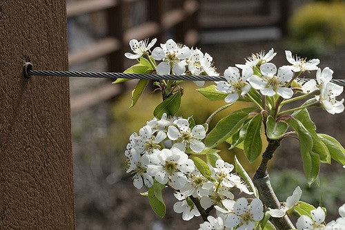 Pear Tree 'Moonglow'