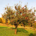 Apple Tree 'Red Delicious'