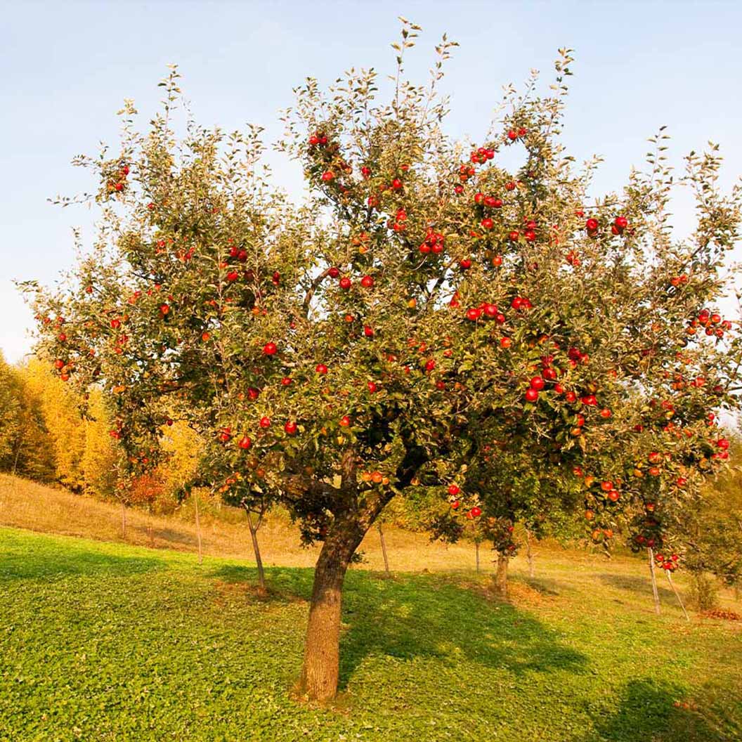 Apple Tree 'Red Delicious'