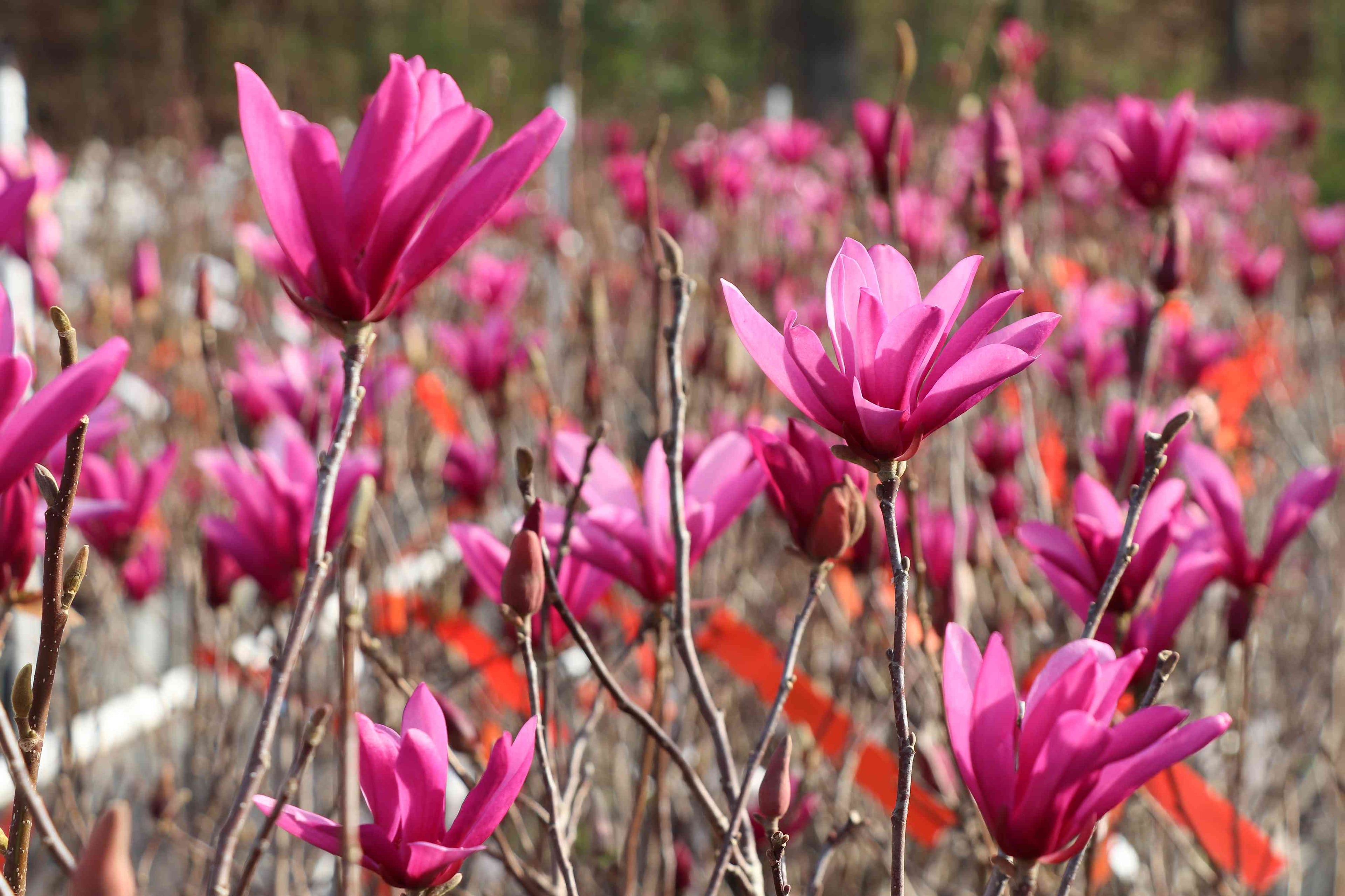 Magnolia 'Ann'