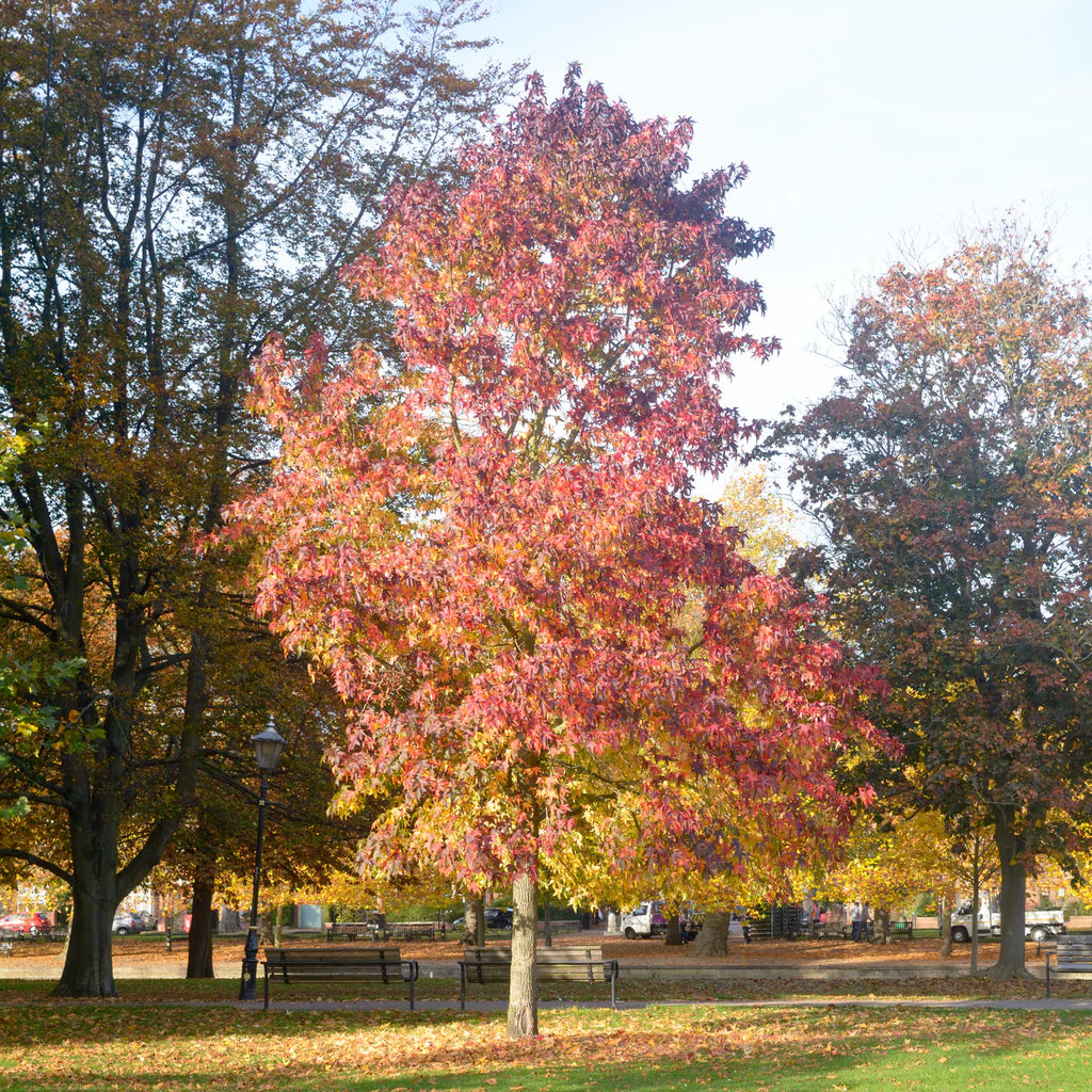 Sweet Gum Tree