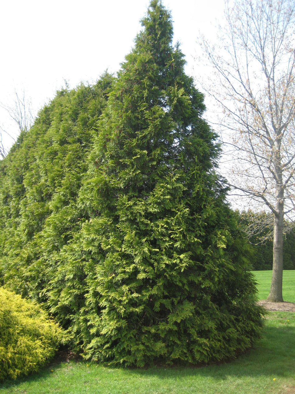 Arborvitae 'Elegantissima'