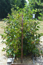 Blackberry 'Triple Crown'