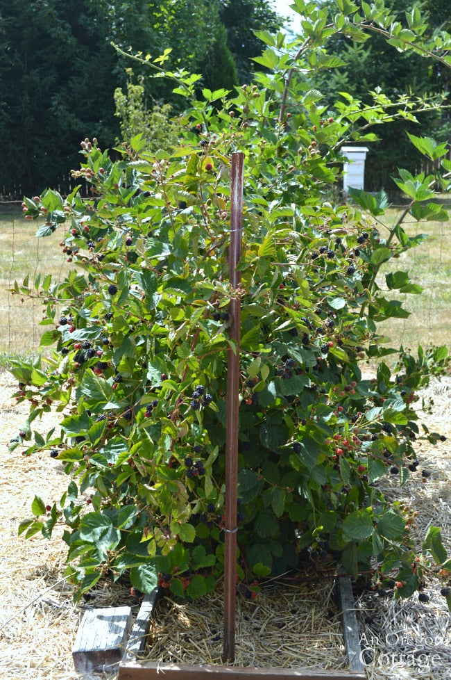 Blackberry 'Triple Crown'