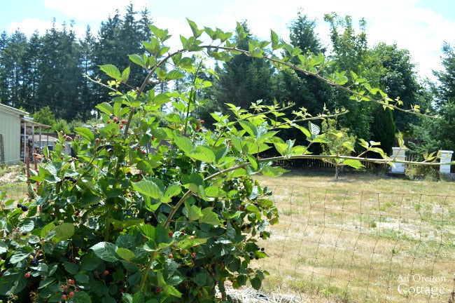 Blackberry 'Triple Crown'