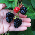 Blackberry 'Triple Crown'
