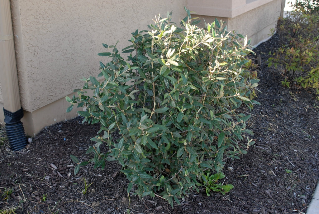 Pragense Viburnum