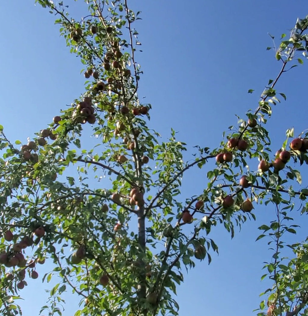 Pear Tree 'Ayers'
