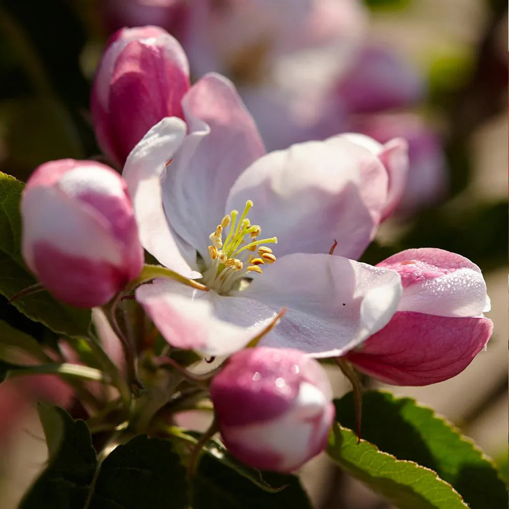 Apple Tree 'Winesap'