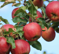Apple Tree 'Frost Bite'