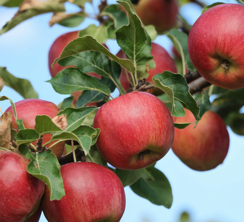 Apple Tree 'Frost Bite'
