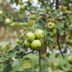 Apple Tree 'Granny Smith'