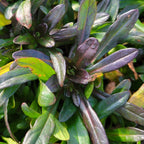 Ajuga 'Chocolate Chip'