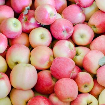 Apple Tree 'Ambrosia'