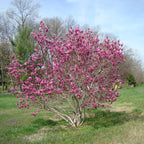 Magnolia 'Ann'